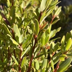 Leucopogon gelidus at Rendezvous Creek, ACT - 11 Jun 2023