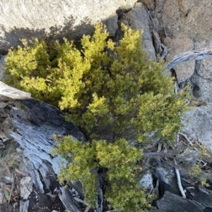 Leucopogon gelidus at Rendezvous Creek, ACT - 11 Jun 2023