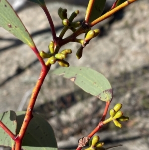Eucalyptus pauciflora subsp. pauciflora at Cotter River, ACT - 11 Jun 2023