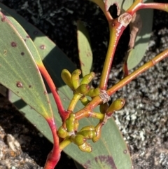 Eucalyptus pauciflora subsp. pauciflora at Namadgi National Park - 11 Jun 2023