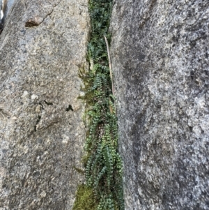 Asplenium flabellifolium at Cotter River, ACT - 11 Jun 2023