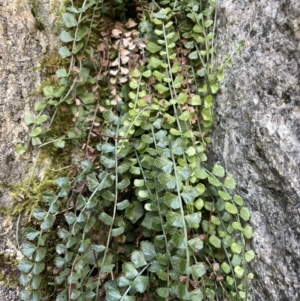 Asplenium flabellifolium at Cotter River, ACT - 11 Jun 2023