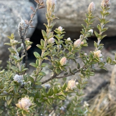 Oxylobium ellipticum (Common Shaggy Pea) at Namadgi National Park - 11 Jun 2023 by Mavis