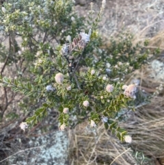 Oxylobium ellipticum at Cotter River, ACT - 11 Jun 2023