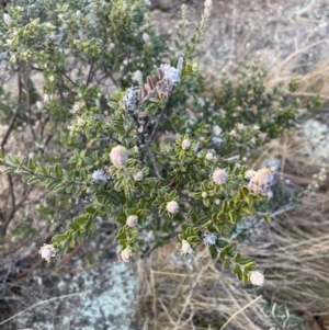 Oxylobium ellipticum at Cotter River, ACT - 11 Jun 2023 01:15 PM