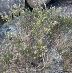 Oxylobium ellipticum at Cotter River, ACT - 11 Jun 2023