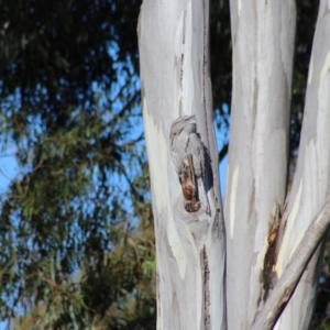 Podargus strigoides at Kaleen, ACT - 11 Jun 2023 11:41 AM