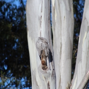 Podargus strigoides at Kaleen, ACT - 11 Jun 2023