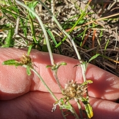 Euchiton involucratus (Star Cudweed) at Watson Green Space - 11 Jun 2023 by AniseStar