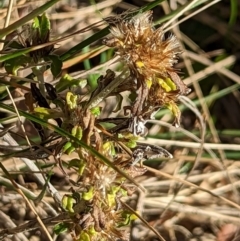 Euchiton involucratus at Watson, ACT - 11 Jun 2023 11:17 AM