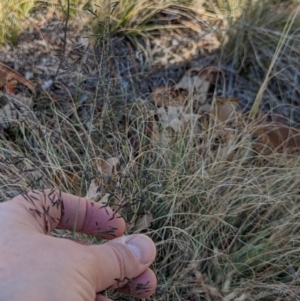 Eragrostis curvula at Watson, ACT - 11 Jun 2023