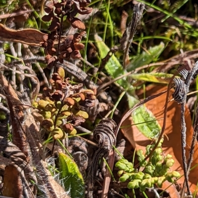 Cheilanthes sieberi subsp. sieberi (Narrow Rock Fern) at Watson, ACT - 11 Jun 2023 by AniseStar