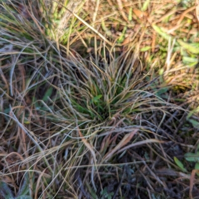 Eragrostis sp. (A Lovegrass) at Watson, ACT - 11 Jun 2023 by AniseStar