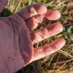 Eragrostis sp. at Watson, ACT - 11 Jun 2023