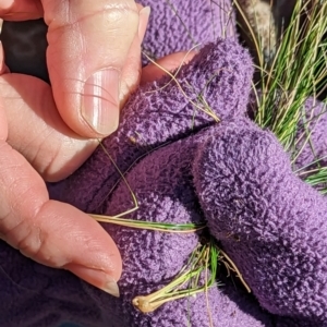 Nassella trichotoma at Watson, ACT - 11 Jun 2023