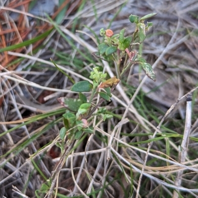 Einadia nutans subsp. nutans (Climbing Saltbush) at Watson Green Space - 11 Jun 2023 by AniseStar