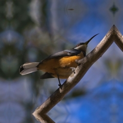 Acanthorhynchus tenuirostris (Eastern Spinebill) at Higgins Woodland - 11 Jun 2023 by Trevor