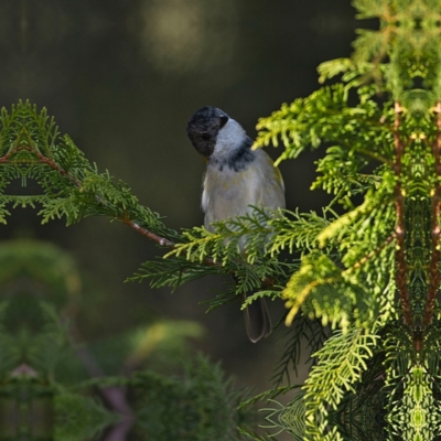 Pachycephala pectoralis (Golden Whistler) at Higgins, ACT - 11 Jun 2023 by MichaelWenke