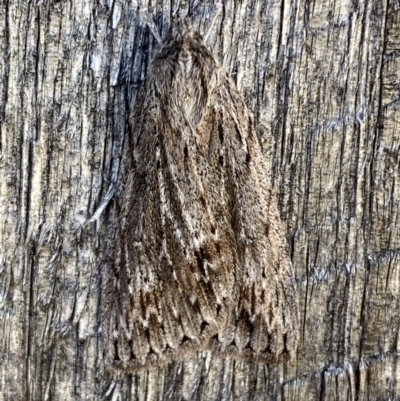 Chlenias nodosus (A geometer moth) at Jerrabomberra, NSW - 11 Jun 2023 by Steve_Bok
