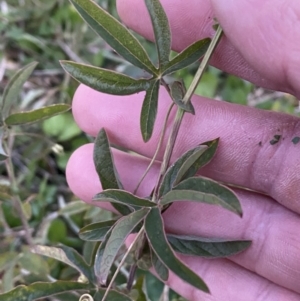 Passiflora caerulea at Campbell, ACT - 11 Jun 2023