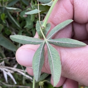 Passiflora caerulea at Campbell, ACT - 11 Jun 2023