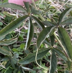 Passiflora caerulea at Campbell, ACT - 11 Jun 2023