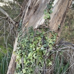 Hedera helix (Ivy) at Campbell, ACT - 11 Jun 2023 by SteveBorkowskis