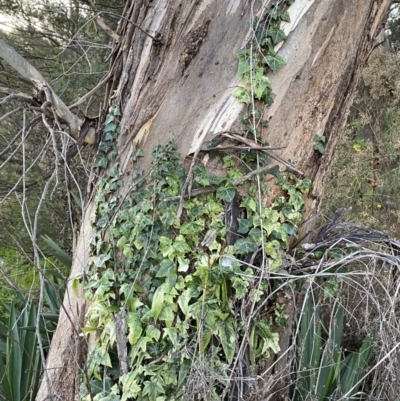 Hedera helix (Ivy) at Campbell, ACT - 11 Jun 2023 by SteveBorkowskis