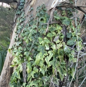 Hedera helix at Campbell, ACT - 11 Jun 2023 04:40 PM