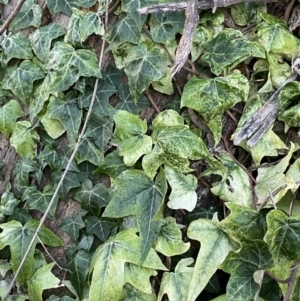 Hedera helix at Campbell, ACT - 11 Jun 2023 04:40 PM