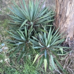 Yucca (genus) at Campbell, ACT - 11 Jun 2023 by SteveBorkowskis