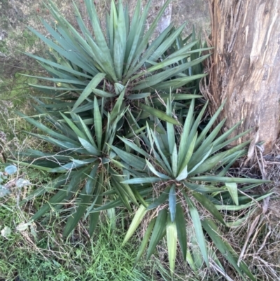 Yucca (genus) at Campbell, ACT - 11 Jun 2023 by SteveBorkowskis