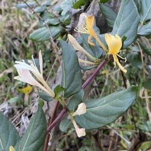 Lonicera japonica at Campbell, ACT - 11 Jun 2023 04:10 PM