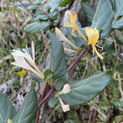 Lonicera japonica (Japanese Honeysuckle) at Campbell, ACT - 11 Jun 2023 by Steve_Bok