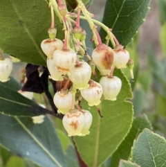 Arbutus unedo (Strawberry Tree) at Mount Ainslie - 11 Jun 2023 by Steve_Bok