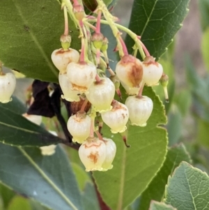 Arbutus unedo at Campbell, ACT - 11 Jun 2023