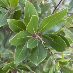 Arbutus unedo at Campbell, ACT - 11 Jun 2023