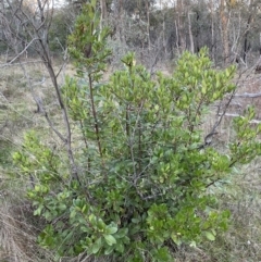 Arbutus unedo at Campbell, ACT - 11 Jun 2023