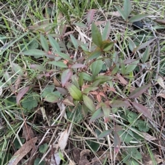 Nandina domestica (Sacred Bamboo) at Campbell, ACT - 11 Jun 2023 by SteveBorkowskis