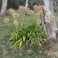 Agapanthus praecox subsp. orientalis (Agapanthus) at Mount Ainslie - 11 Jun 2023 by Steve_Bok