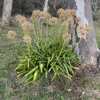 Agapanthus praecox subsp. orientalis (Agapanthus) at Campbell, ACT - 11 Jun 2023 by Steve_Bok