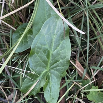 Arum italicum (Italian Arum) at Campbell, ACT - 11 Jun 2023 by Steve_Bok