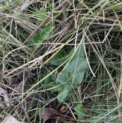 Arum italicum at Campbell, ACT - 11 Jun 2023