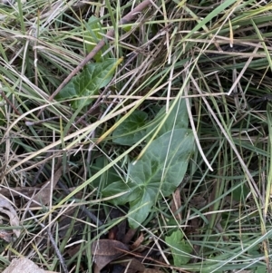 Arum italicum at Campbell, ACT - 11 Jun 2023