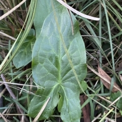 Arum italicum at Campbell, ACT - 11 Jun 2023