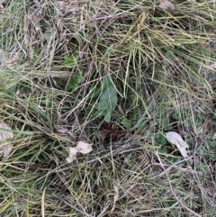 Arum italicum at Campbell, ACT - 11 Jun 2023