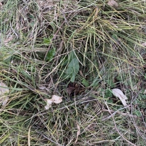 Arum italicum at Campbell, ACT - 11 Jun 2023