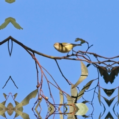 Smicrornis brevirostris (Weebill) at Higgins Woodland - 11 Jun 2023 by Trevor