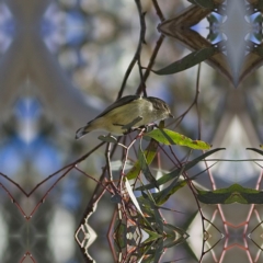 Smicrornis brevirostris at Higgins, ACT - 11 Jun 2023