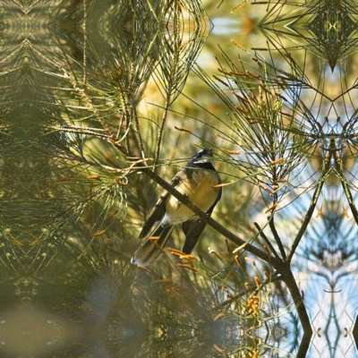 Rhipidura albiscapa (Grey Fantail) at Higgins Woodland - 11 Jun 2023 by Trevor